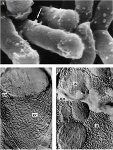 Клетки R. ruber, выращенные в присутствии пропана, в сканирующем электронном микроскопе (А) и их сколы, полученные методом криофрактографии (Б, В)