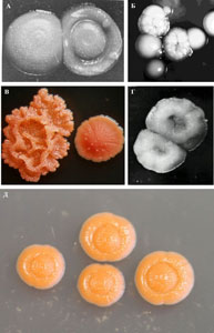 S- и R-колонии родококков на мясопептонном агаре